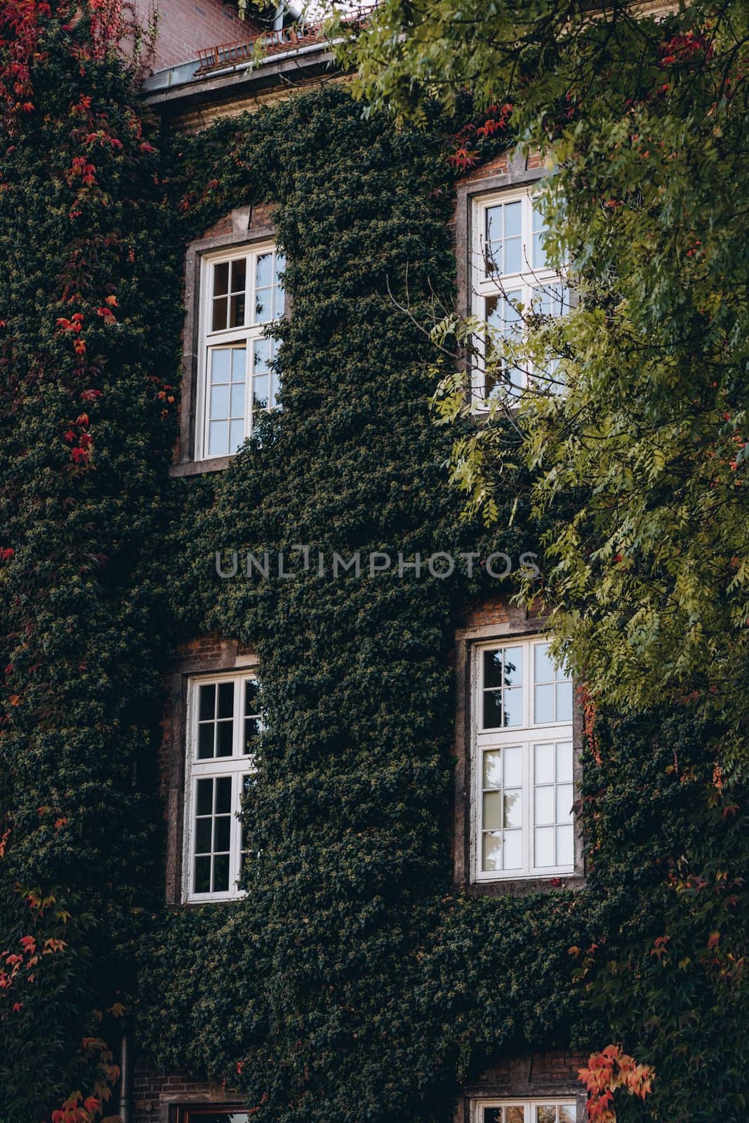 Stone walls of kings palace covered with green climbing plants. Windows with wooden frames of Wawel Royal Castle in Krakow, Poland