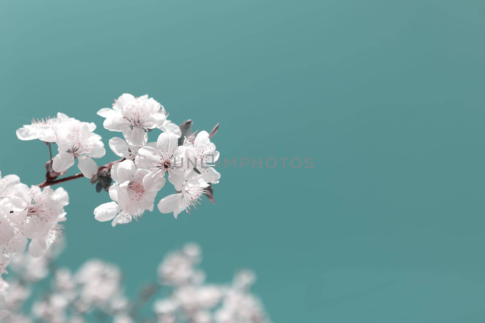 Beautiful cherry blossoms in spring.White cherry flowers on a branch, toned image, wallpaper, postcard, background, copy space by Proxima13