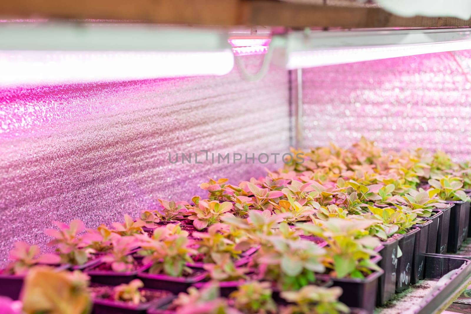 Growing flower seedlings indoors under full spectrum LED lighting. Plants are standing on shelves.