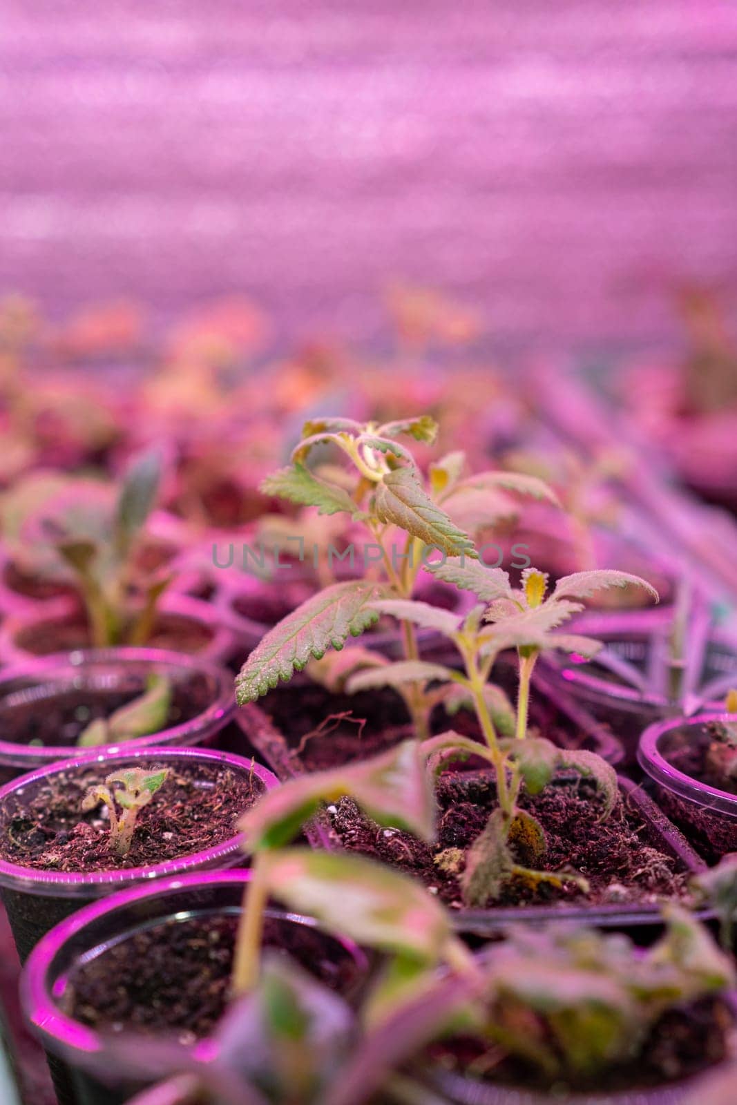 Growing flower seedlings indoors under full spectrum LED lighting. Plants are standing on shelves.