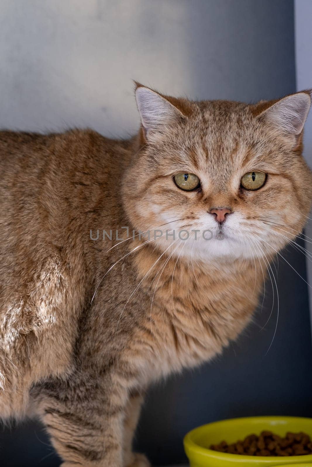 A beautiful domestic striped adult cat eats from a bowl next to a houseplant or a flower in a flower pot. Favorite pets.