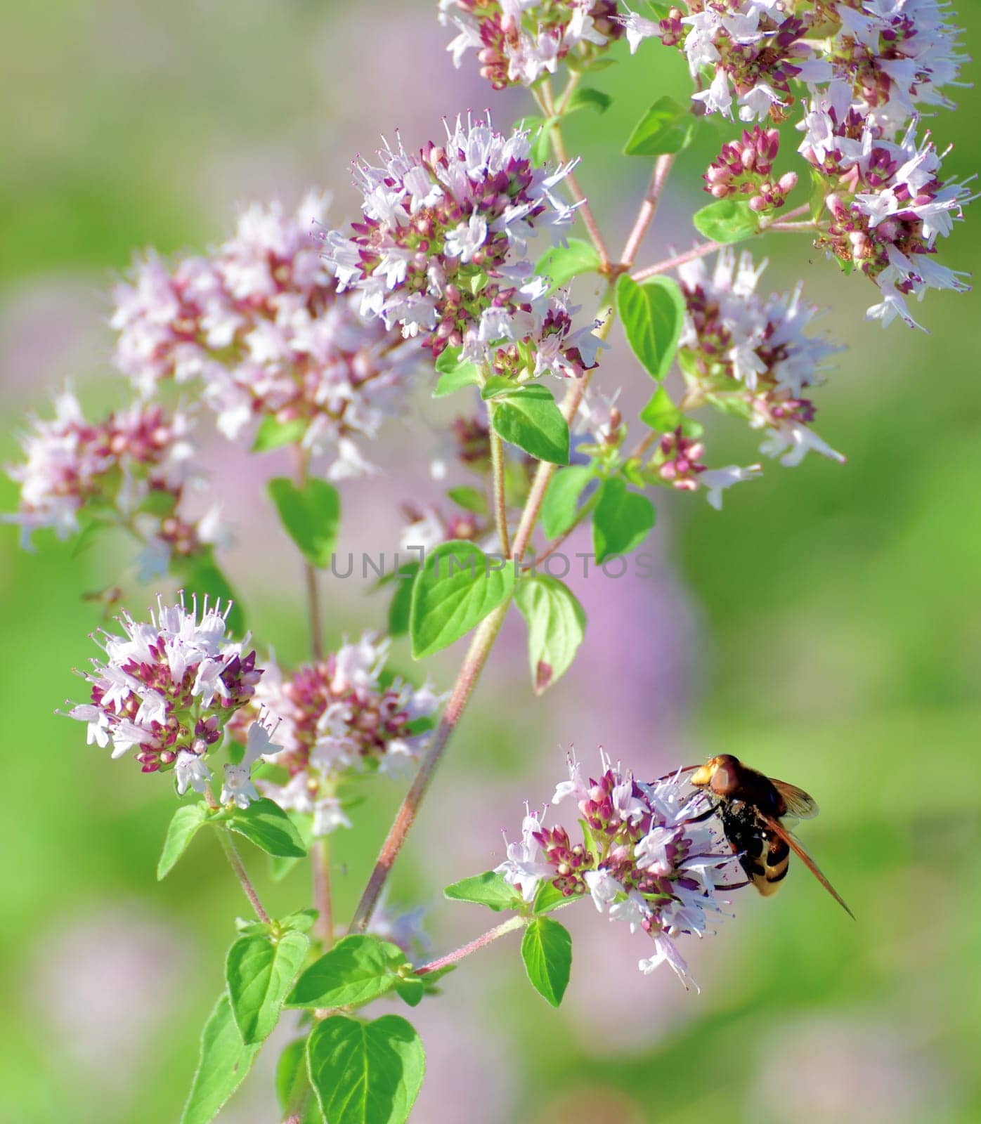 Volucella inanis - bee fly on the flowering oregano by olgavolodina
