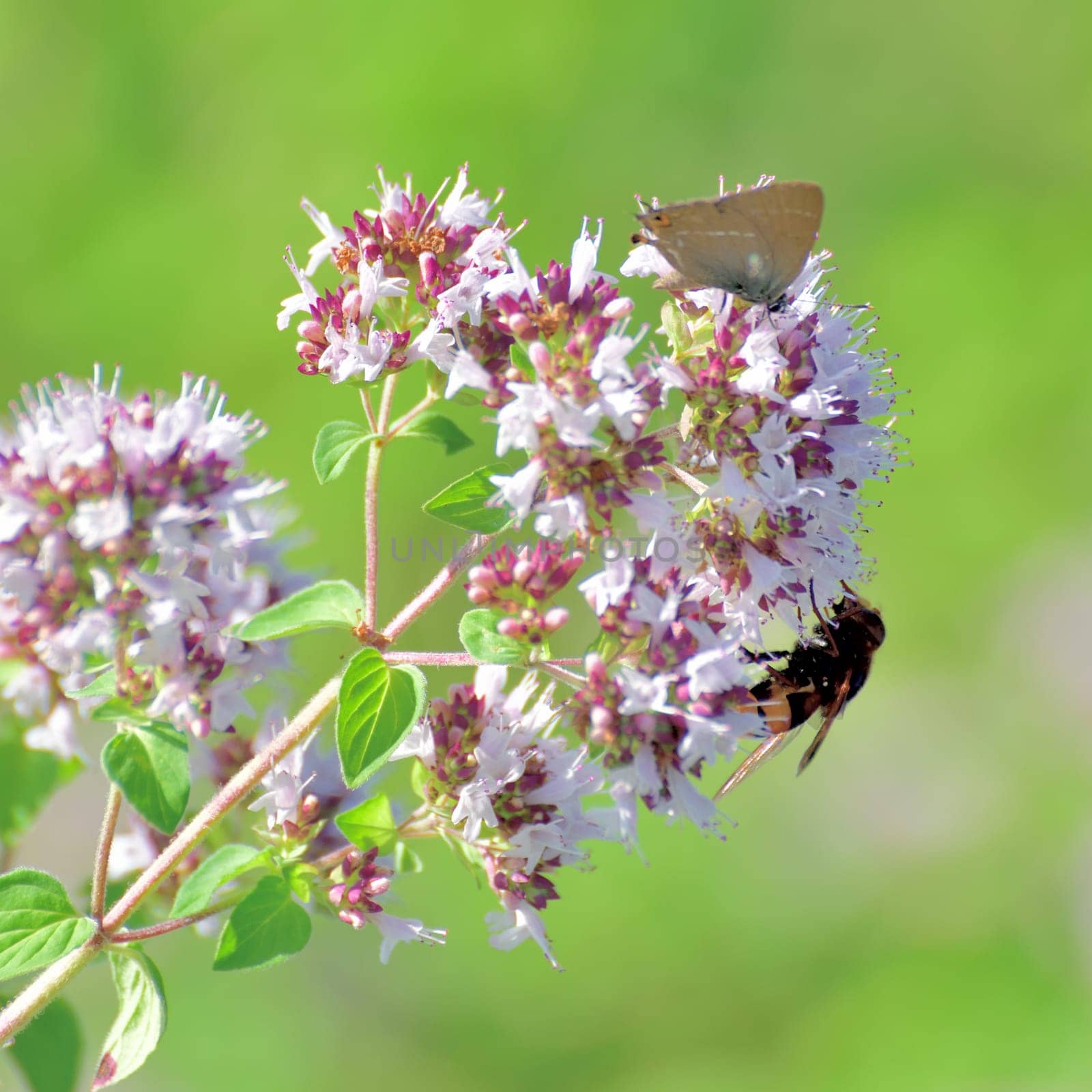 Volucella inanis - bee fly on the flowering oregano by olgavolodina