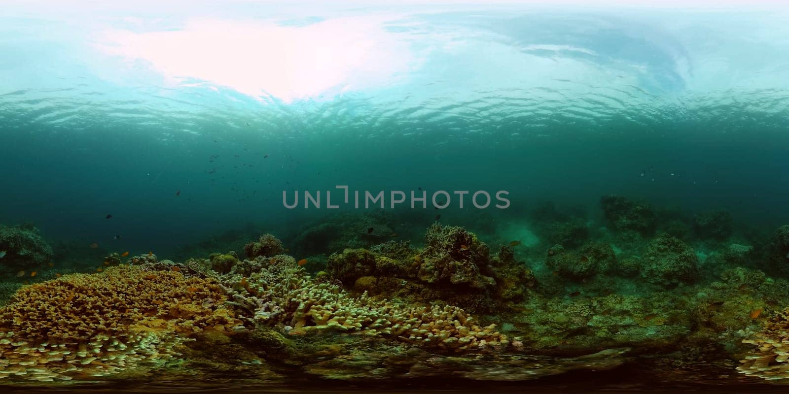 Tropical coral reef and fishes underwater. Hard and soft corals. Underwater video. Philippines. Virtual Reality 360.