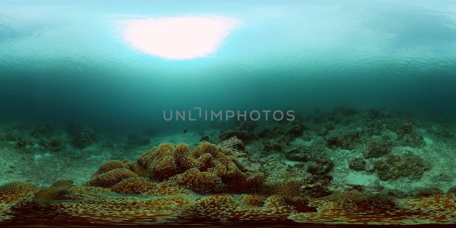 Coral garden seascape and underwater world. Colorful tropical coral reefs. Life coral reef. Philippines. 360VR Video.