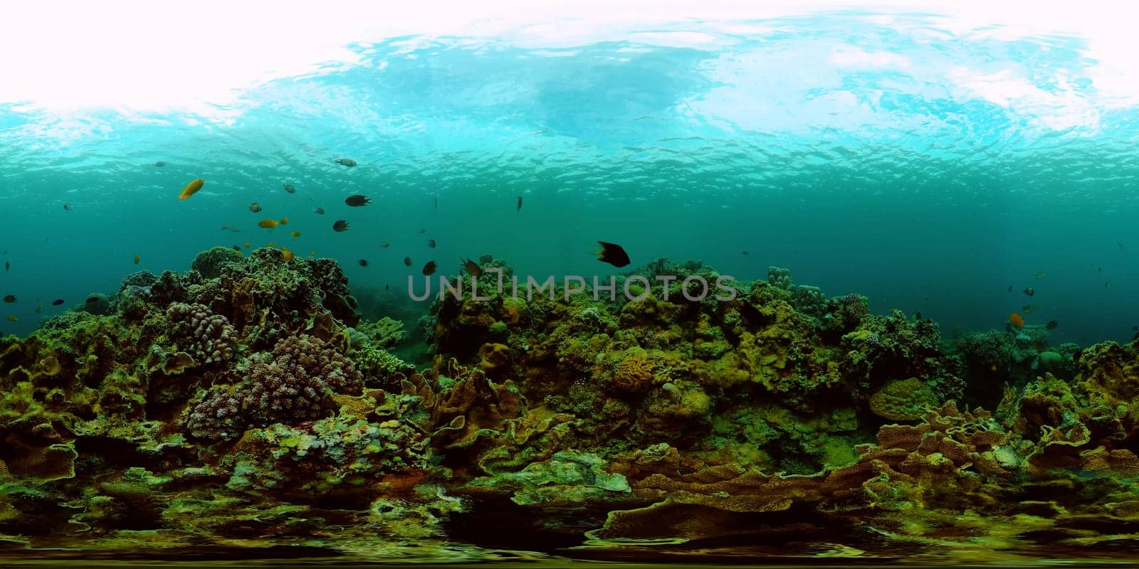 Coral Reef and Fishes Underwater. Underwater fish reef marine. Tropical colorful underwater seascape with coral reef. Philippines. 360VR Video.