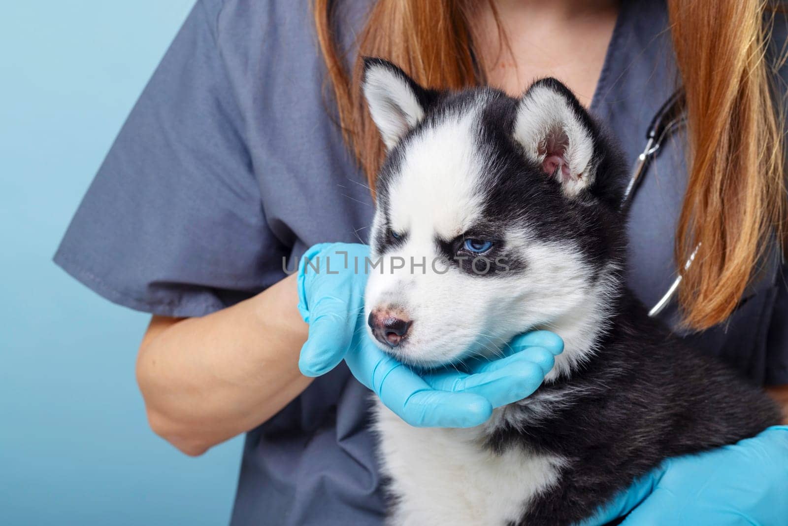 Siberian husky puppy being examined by a vet in a clinic. Veterinary care concept. Design for informational materials, educational content, and healthcare posters.