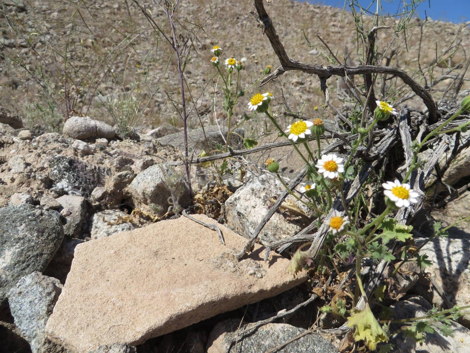 Arizona Yellow and White Desert Wildflower in Spring. High quality photo