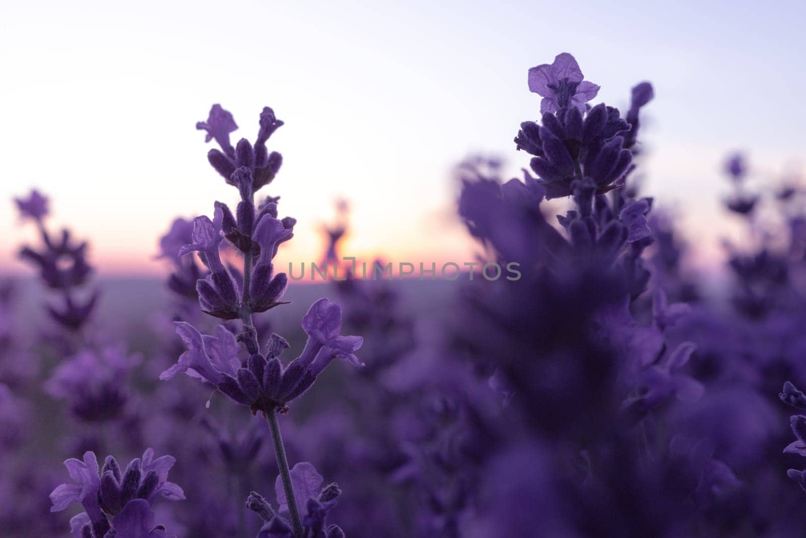 Lavender flower field closeup, fresh purple aromatic flowers for natural background. Violet lavender field in Provence, France.
