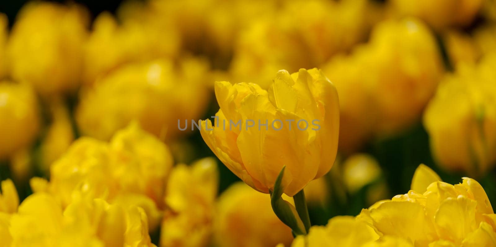 Yellow tulips spring blossoming , bokeh flower background, pastel and soft floral card, selective focus.