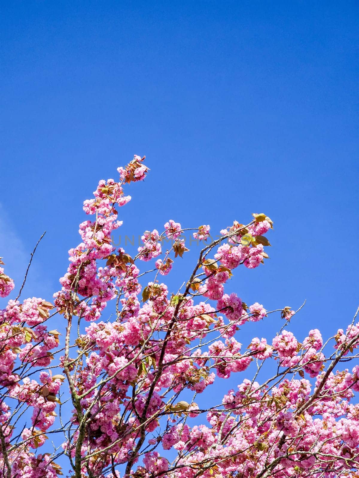 Spring blossom with a blue sky with clouds an purple flowers on a beautiful spring day in the Netherlands by fokkebok