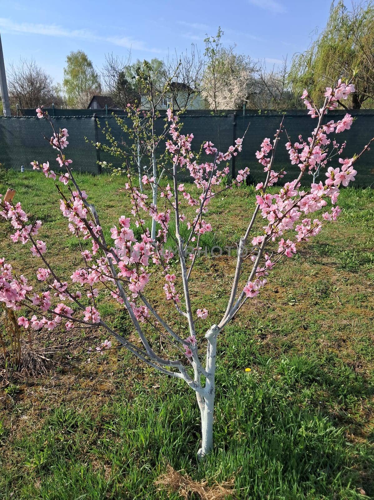 Fruit trees blossomed in a the garden in spring