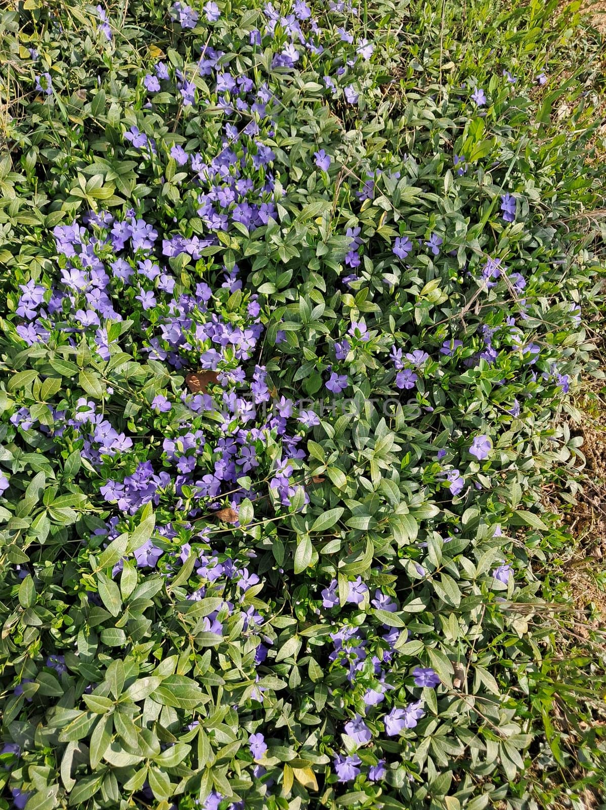 Fruit trees blossomed in a the garden in spring