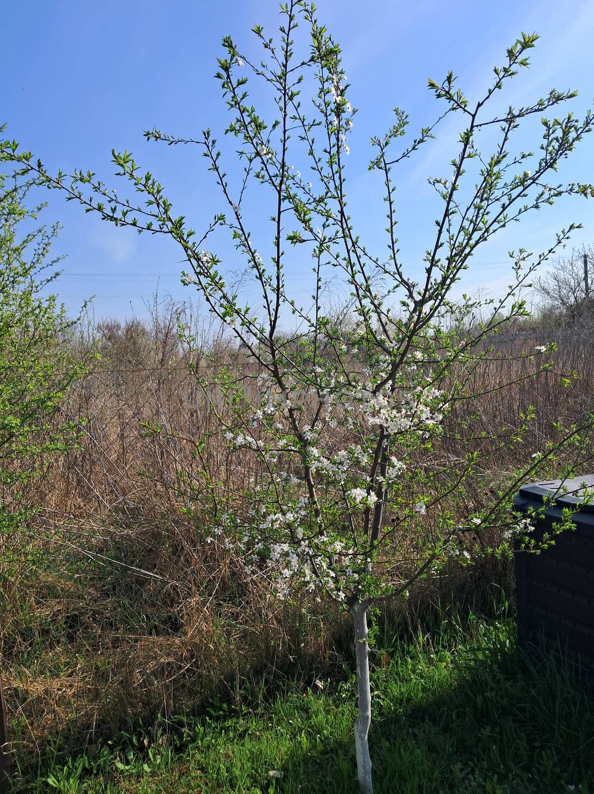 Fruit trees blossomed in a the garden in spring