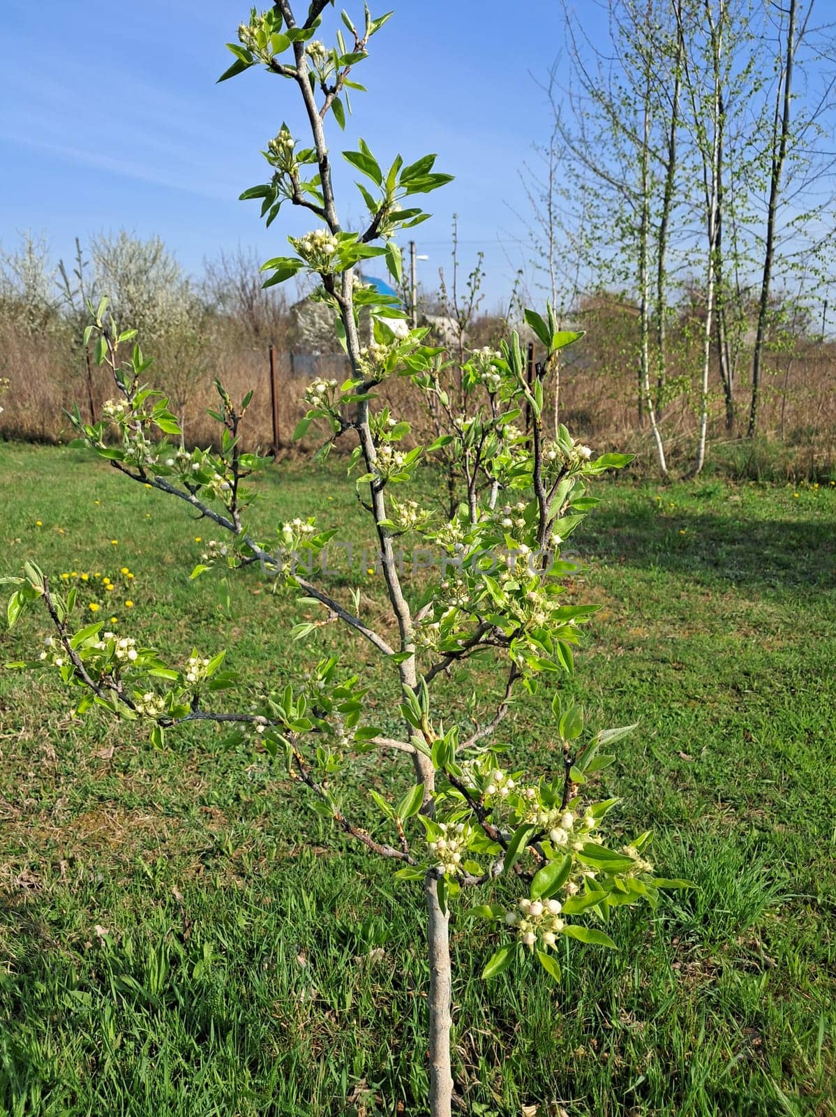 Fruit trees blossomed in a the garden in spring