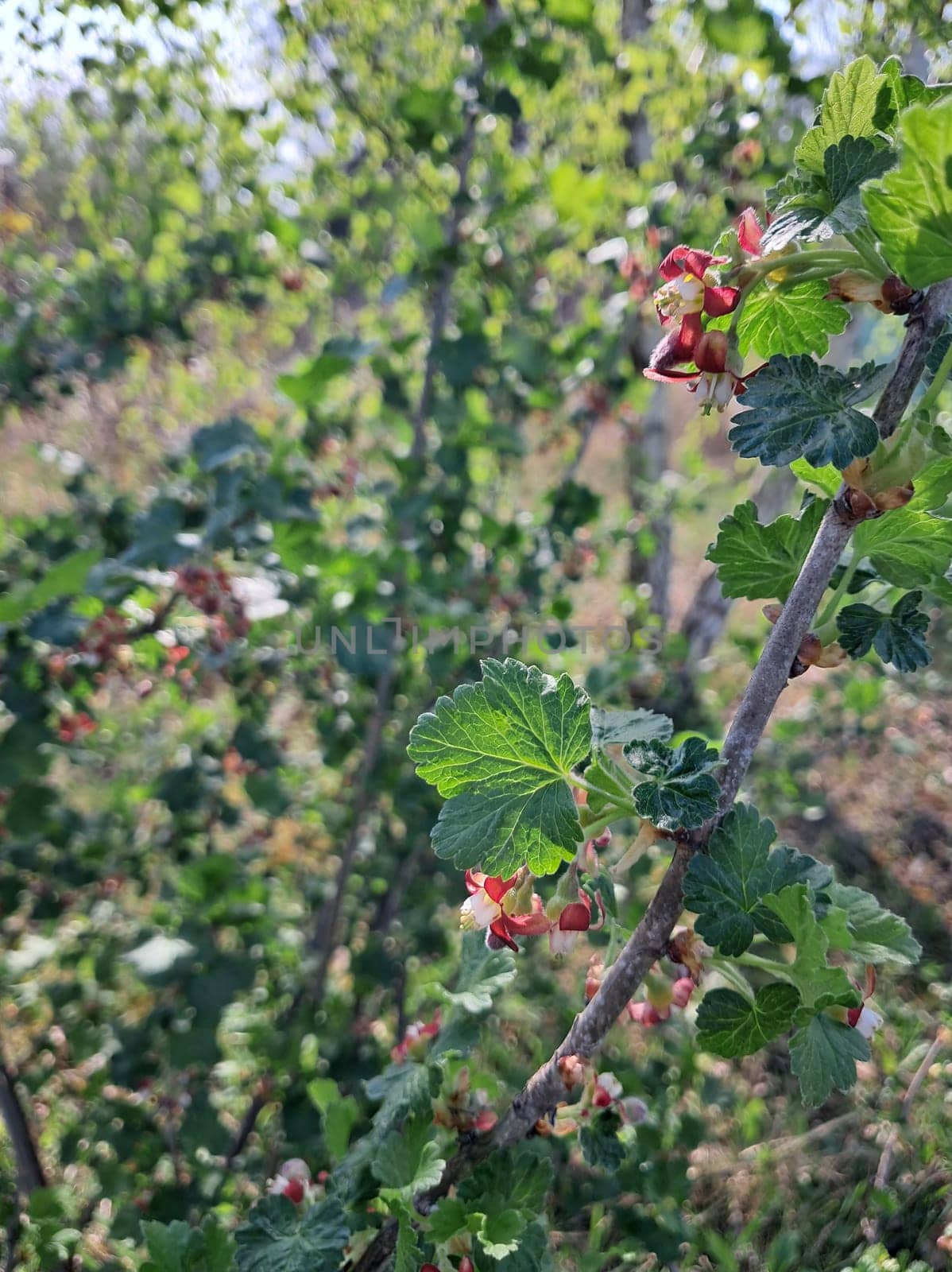 Fruit trees blossomed in a the garden in spring