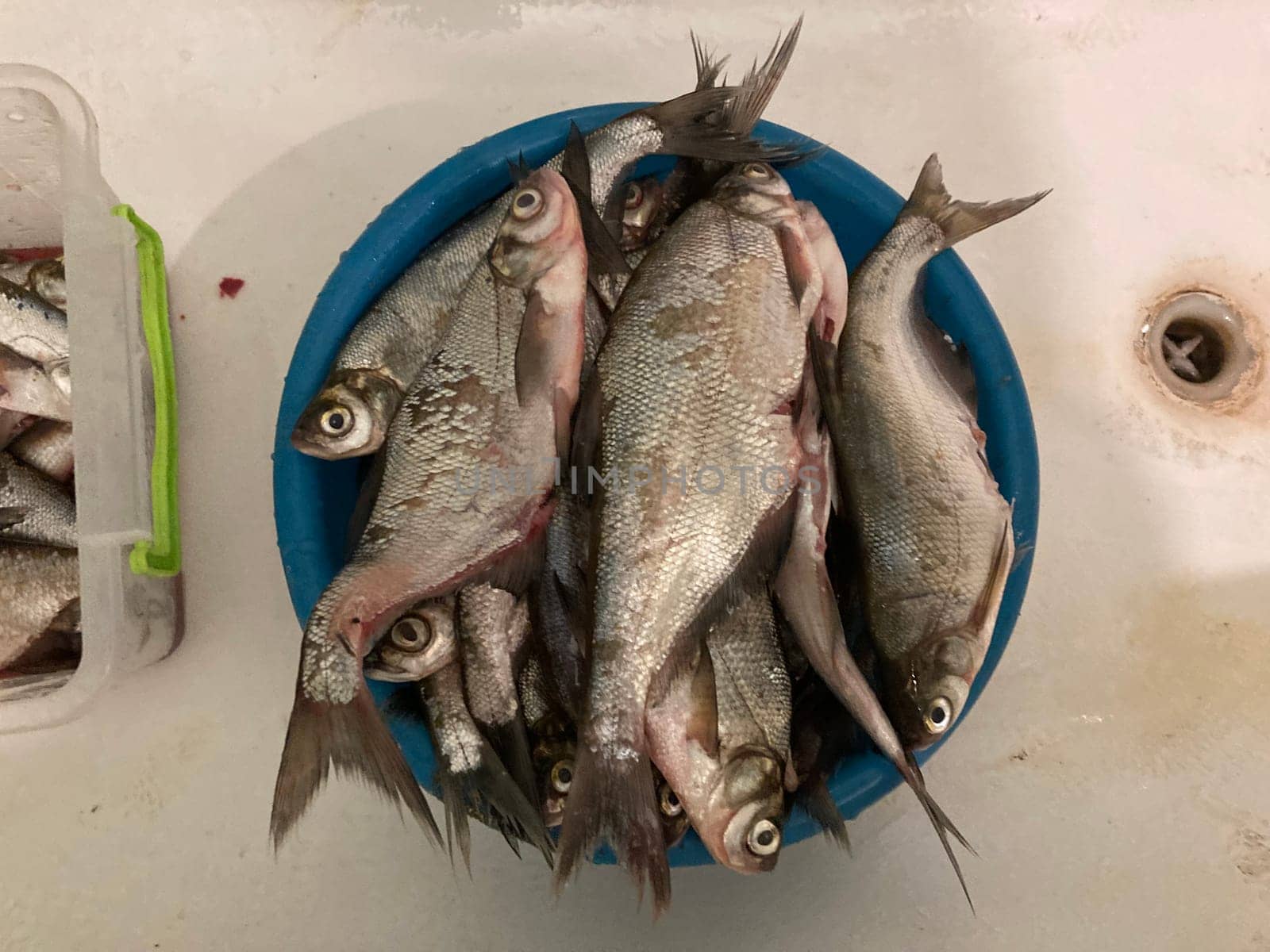 Fish prepared for a the salting