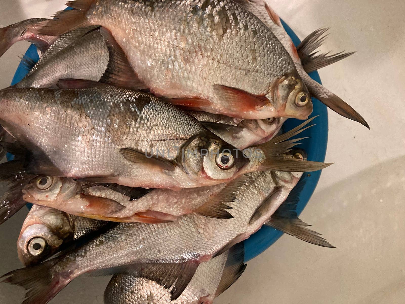 Fish prepared for a the salting