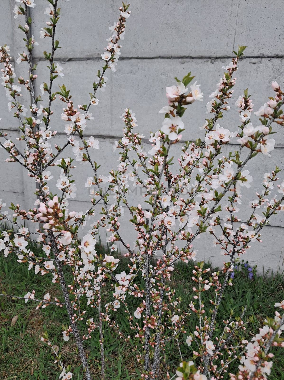 Fruit trees blossomed in a the garden in spring