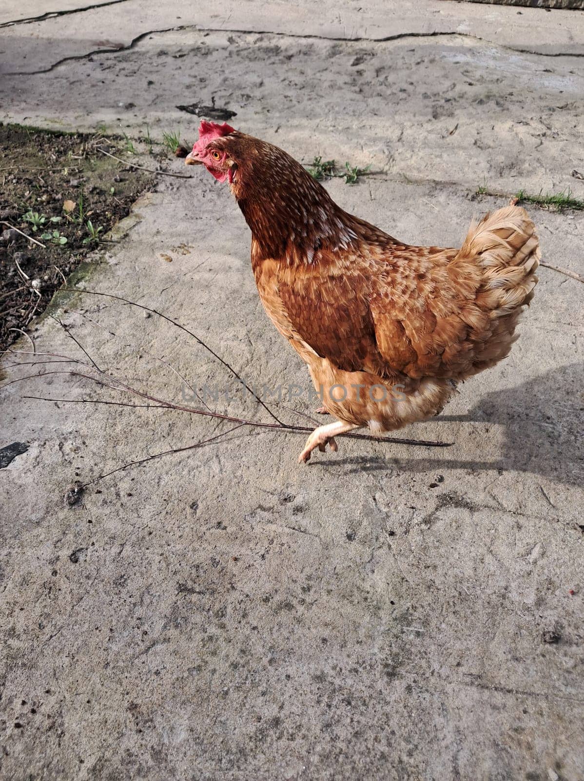 A chicken in a rural house walks and the eats