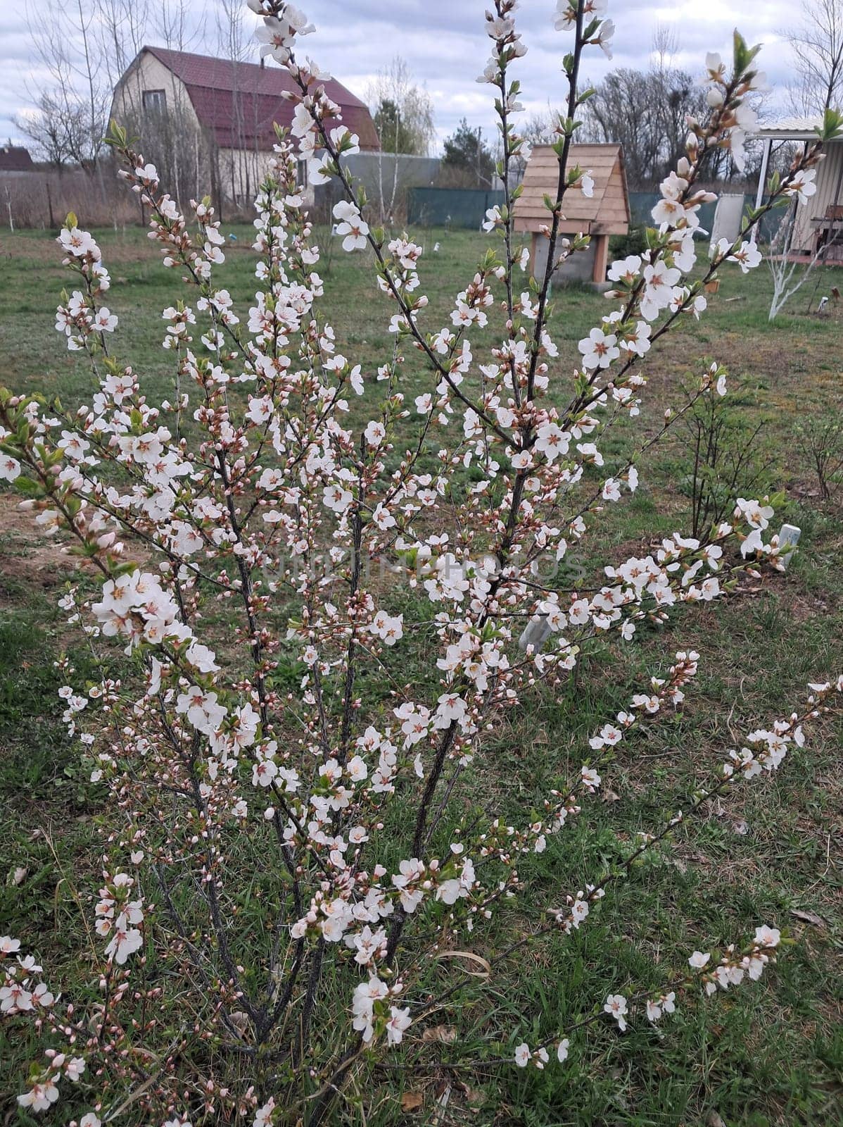 Fruit trees blossomed in a the garden in spring