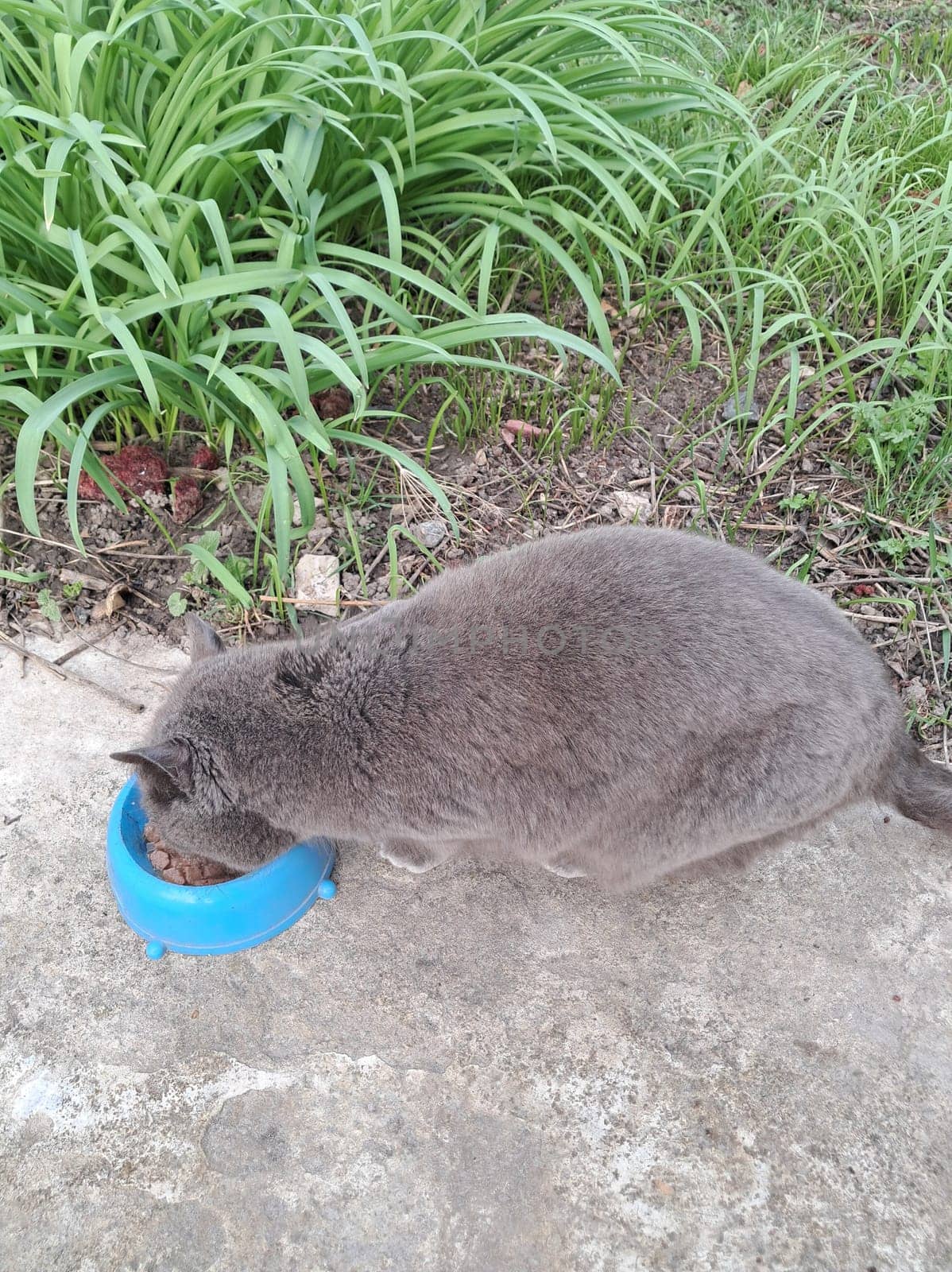 Gray domestic cat eats food from a the saucer