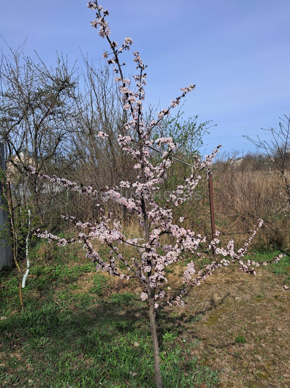 Fruit trees blossomed in a the garden in spring