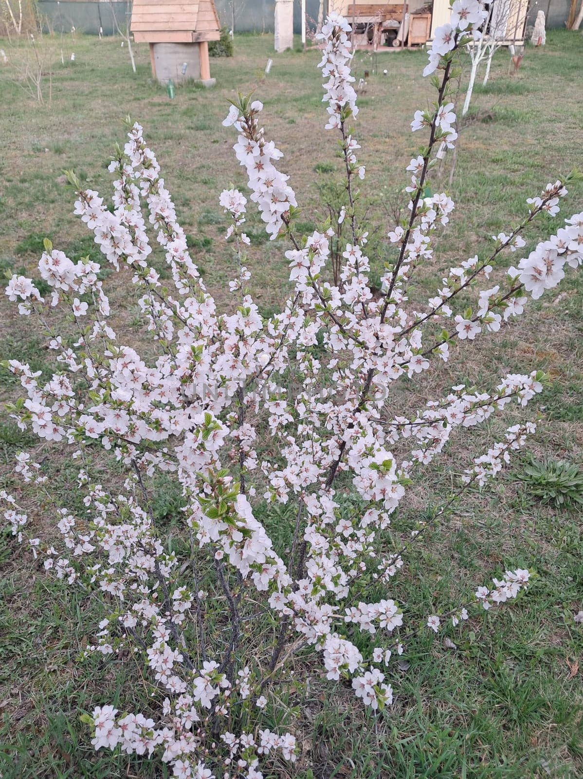 Fruit trees blossomed in a the garden in spring