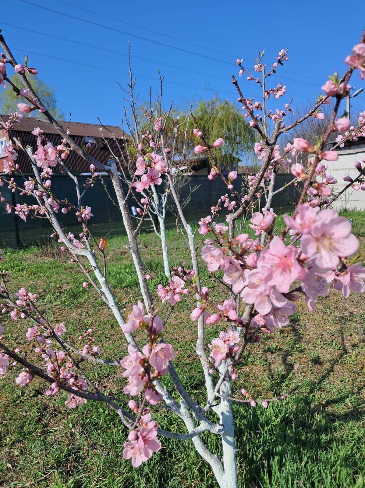 Fruit trees blossomed in a the garden in spring