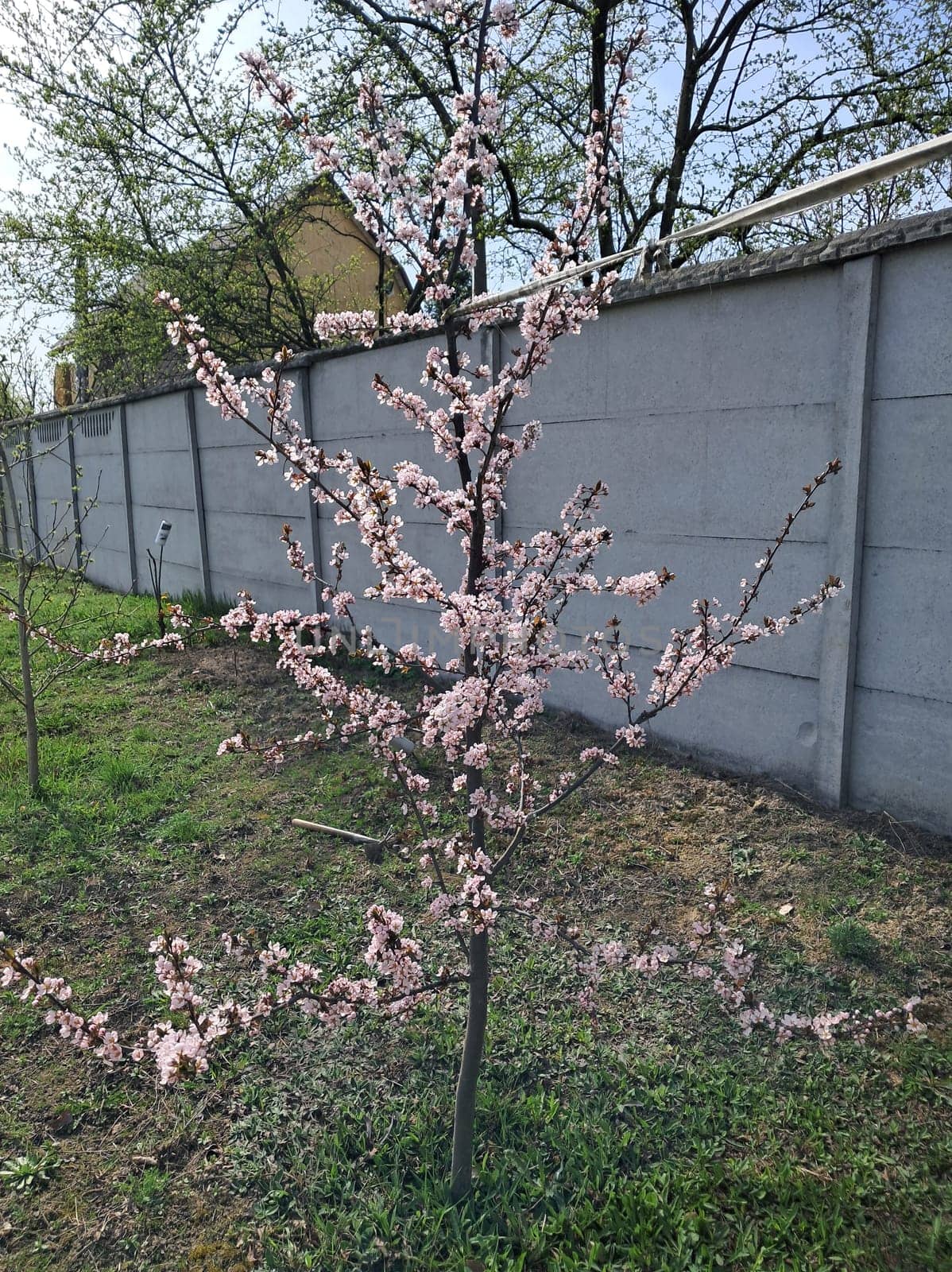 Fruit trees blossomed in a the garden in spring