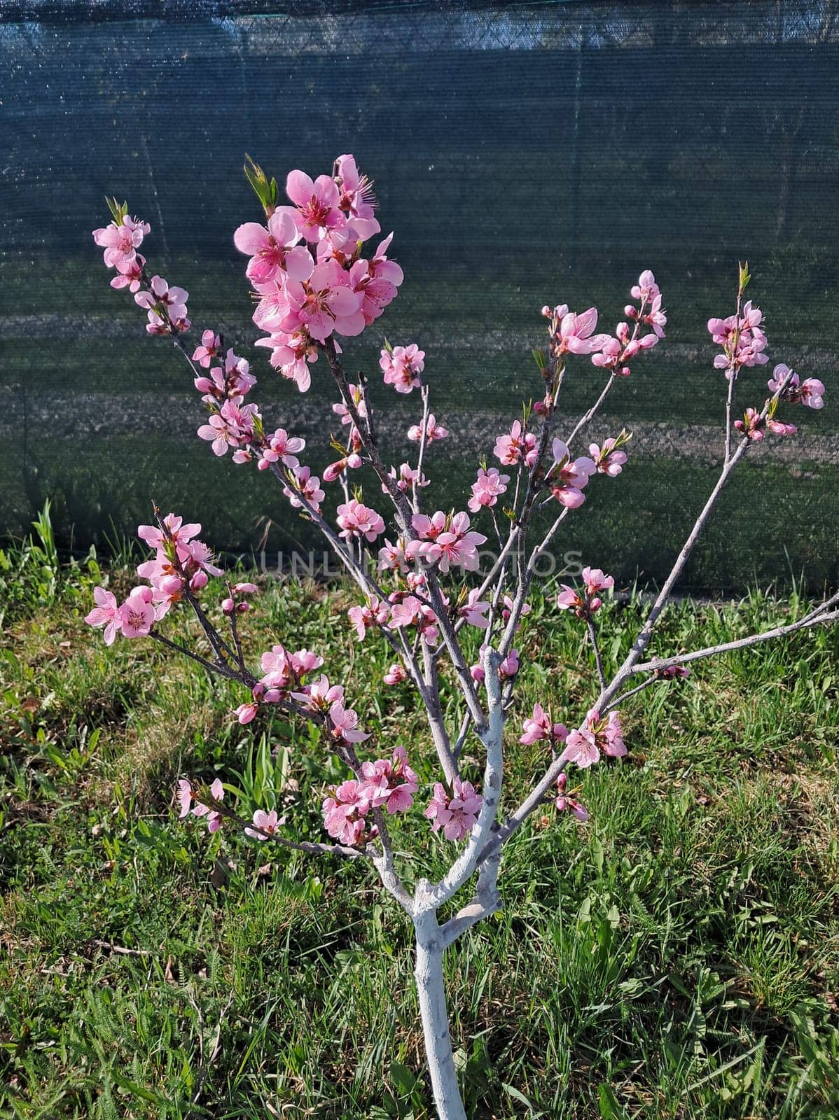 Fruit trees blossomed in a the garden in spring