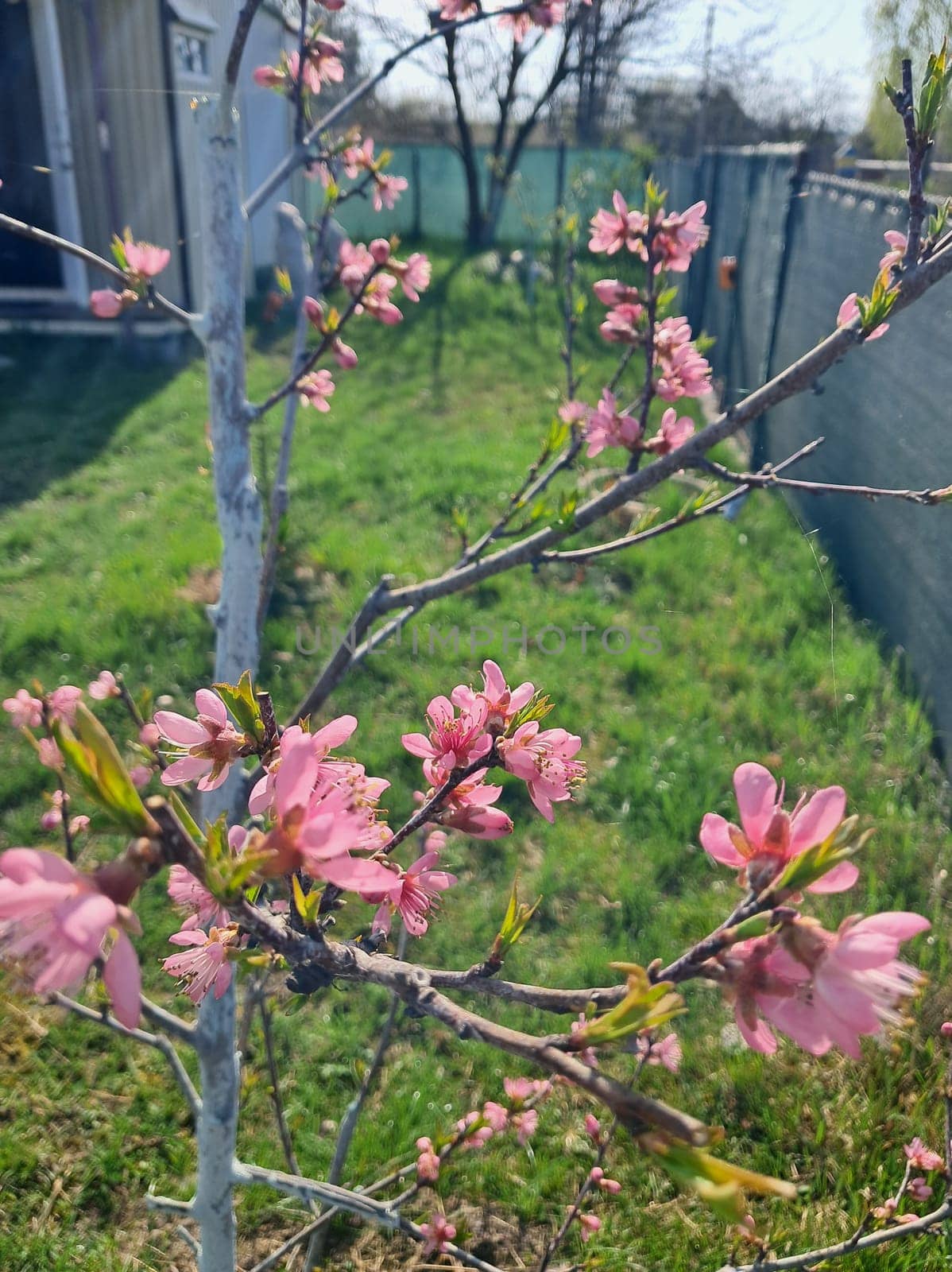 Fruit trees blossomed in a the garden in spring