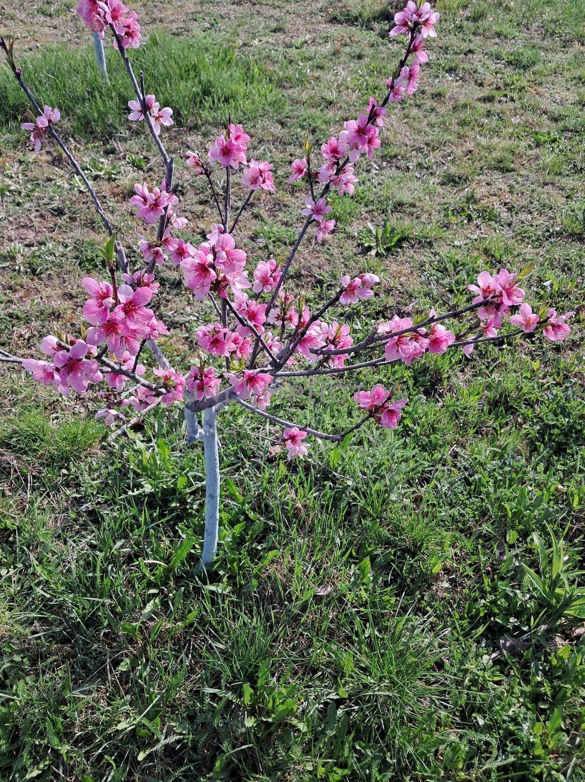 Fruit trees blossomed in a the garden in spring