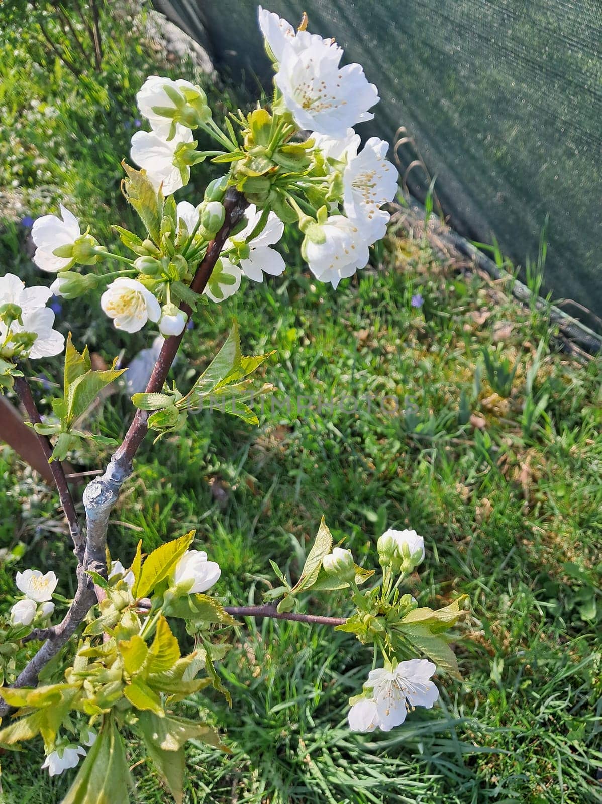 Fruit trees blossomed in a the garden in spring