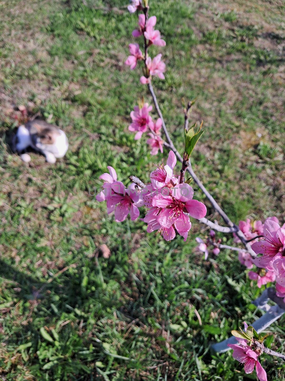 Fruit trees blossomed in a the garden in spring