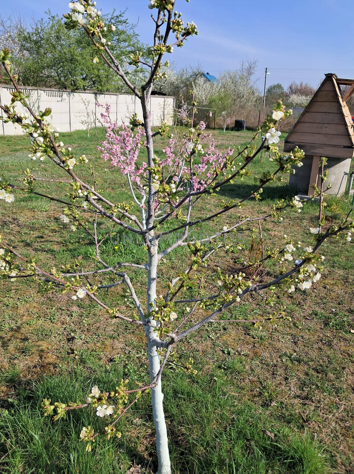 Fruit trees blossomed in a the garden in spring