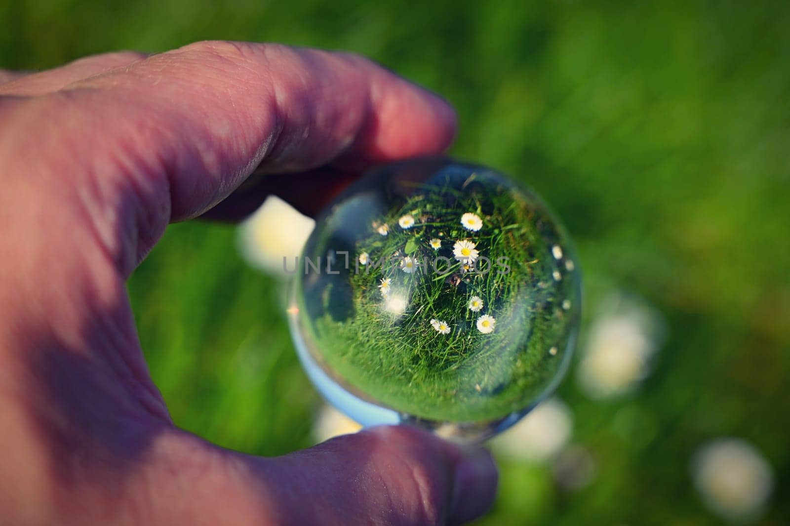 A hand with a glass ball and taking photos of the first spring flowers. Daisies - flowers. Concept for nature and spring time.