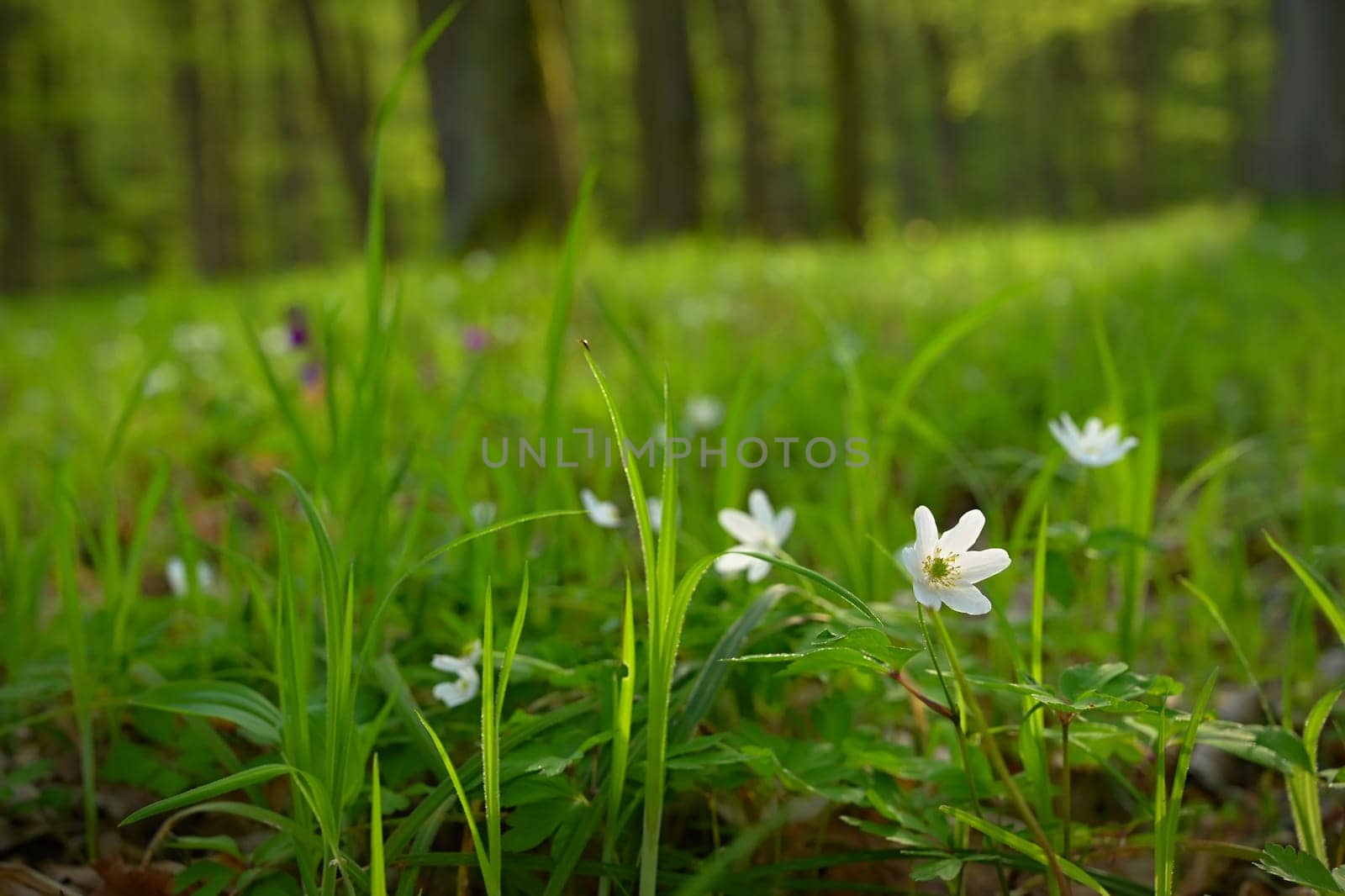 Beautiful little spring flower in the forest. (Anemonoides nemorosa) Spring time in nature. Colorful landscape with trees at sunset. by Montypeter