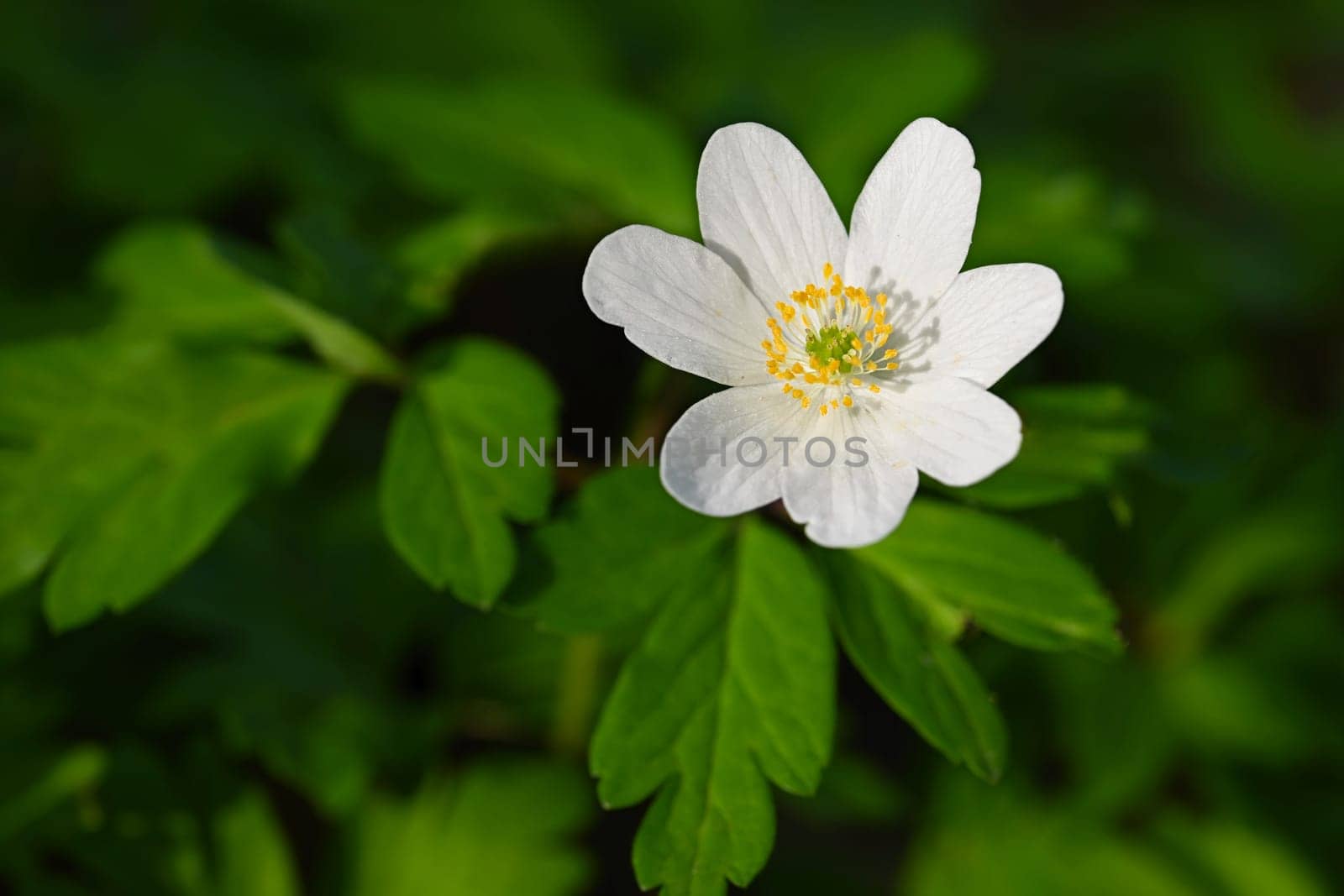 Beautiful little spring flower in the forest. (Anemonoides nemorosa) Spring time in nature