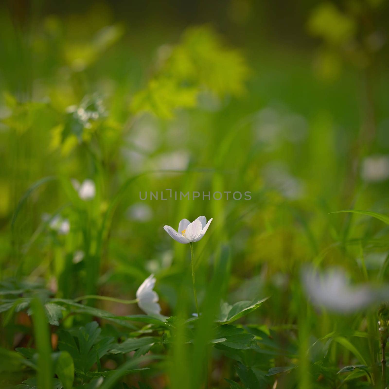 Beautiful little spring flower in the forest. (Anemonoides nemorosa) Spring time in nature