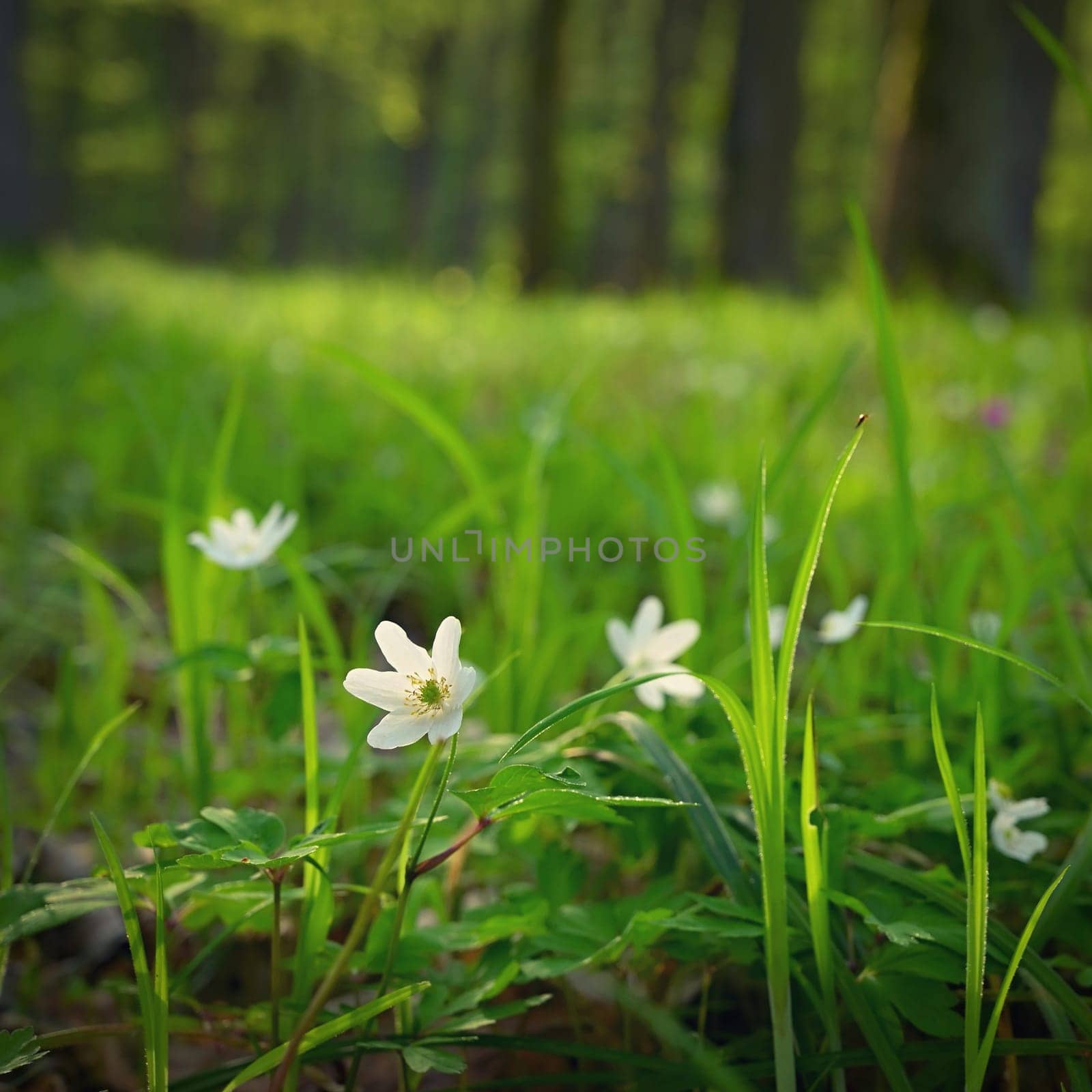 Beautiful little spring flower in the forest. (Anemonoides nemorosa) Spring time in nature. by Montypeter