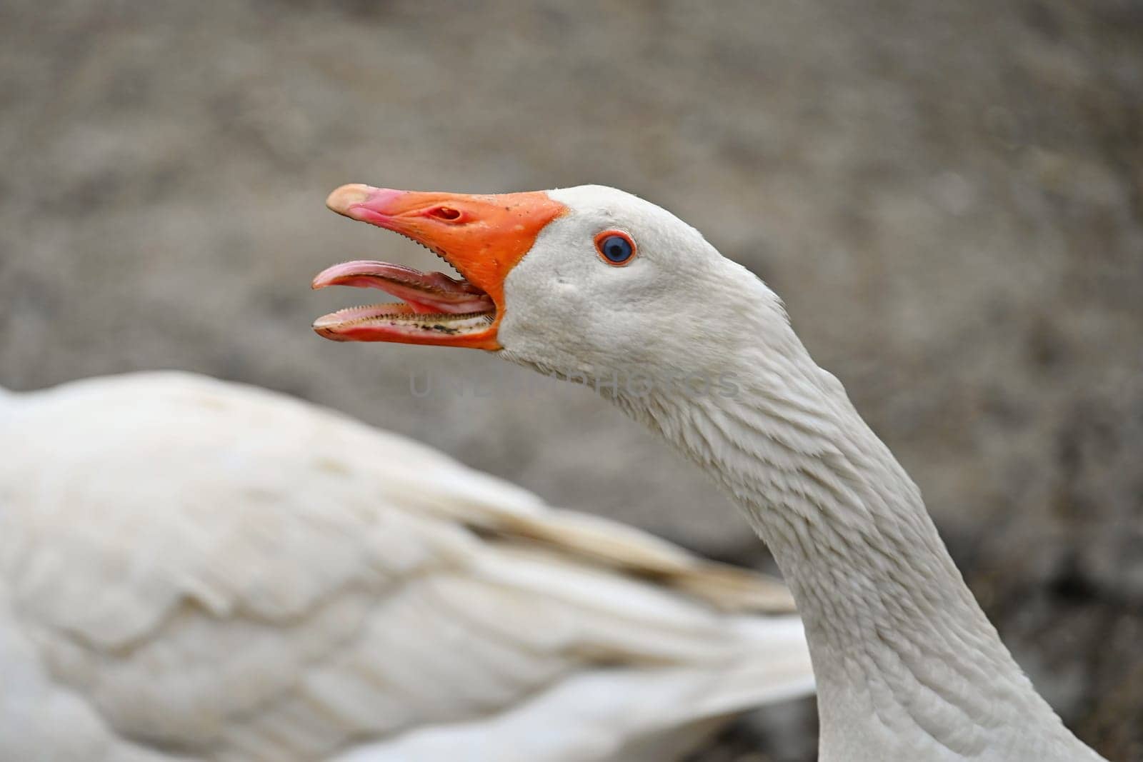 Domestic goose. Funny portrait of an animal on a farm.