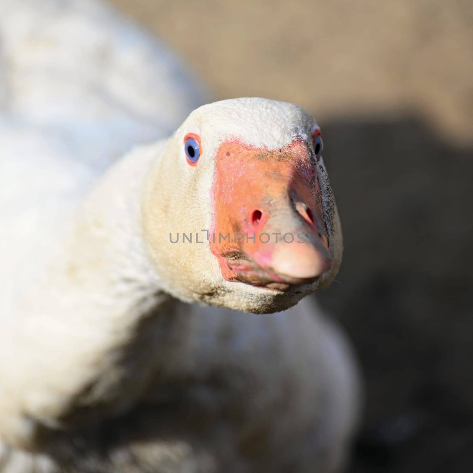 Domestic goose. Funny portrait of an animal on a farm. by Montypeter