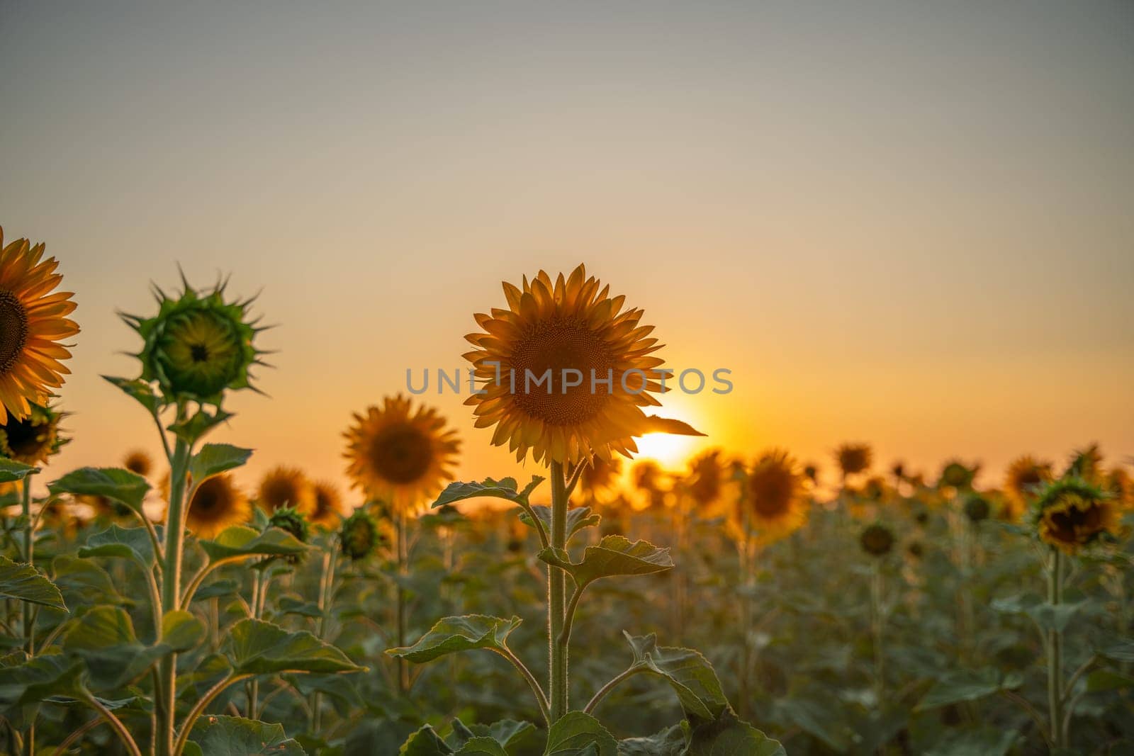 Field sunflowers in the warm light of the setting sun. Summer time. Concept agriculture oil production growing