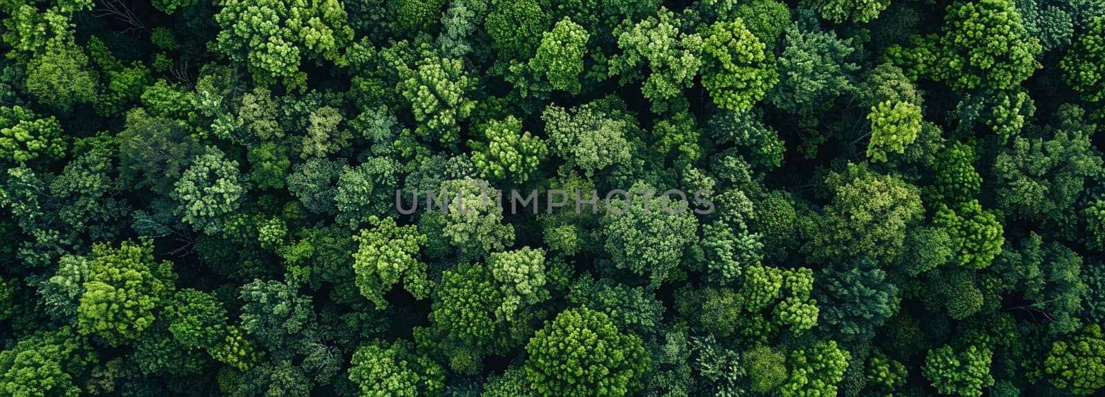 Lush green canopy of vibrant forest in summer captured from above showcases nature's tranquility and the beauty of the ecosystem.