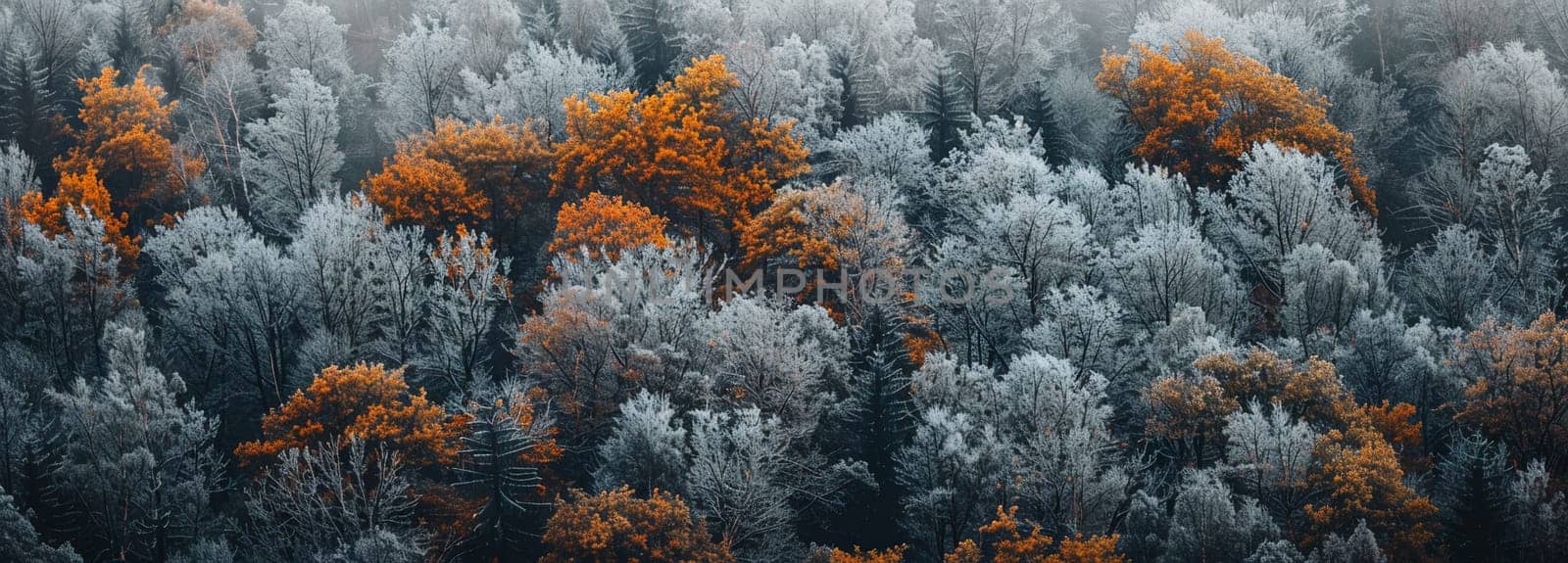 Vivid orange leaves contrast with frosty trees in this serene autumn forest landscape, conveying seasonal change and natural beauty.