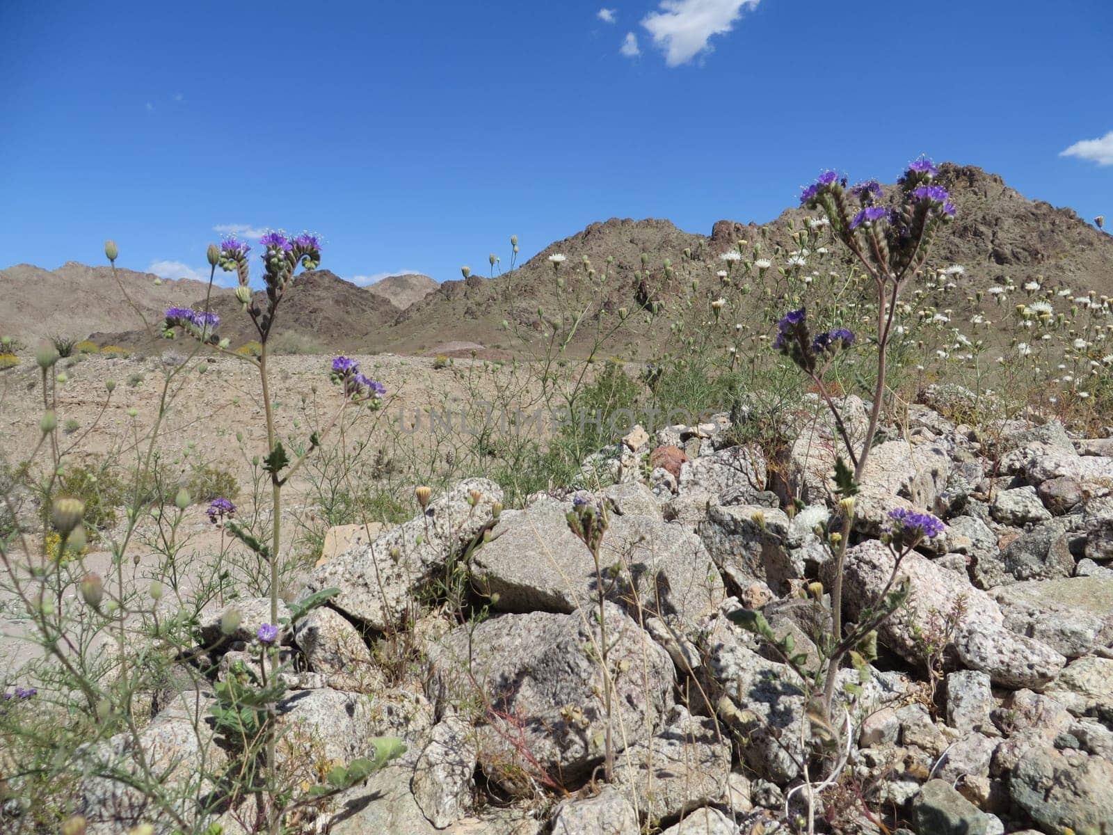Scenic Wilderness - Arizona Desert - Arid Rocky Terrain. High quality photo