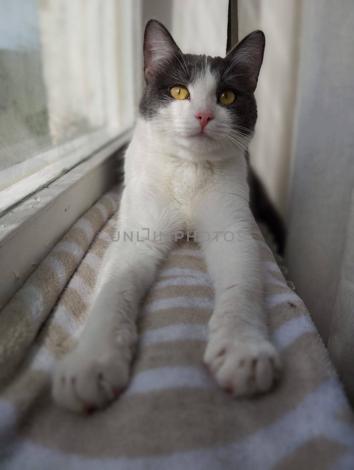 A clean and tidy cat is resting, lying on the window. Young cat with gray-white coat color. Vertical photo format
