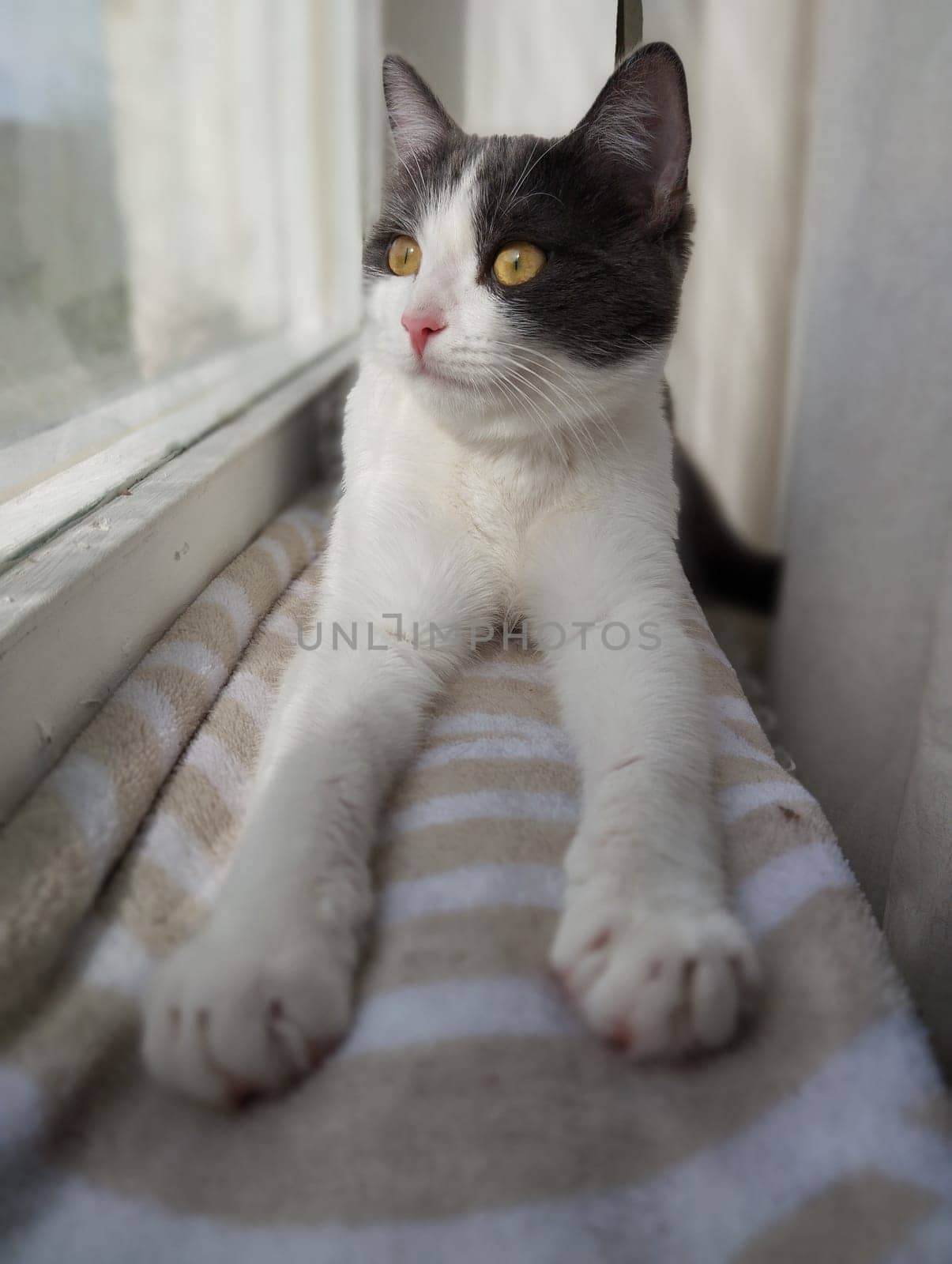 The cat lies on the windowsill and looks out the window. Young cat with yellow eyes. by Yurii73