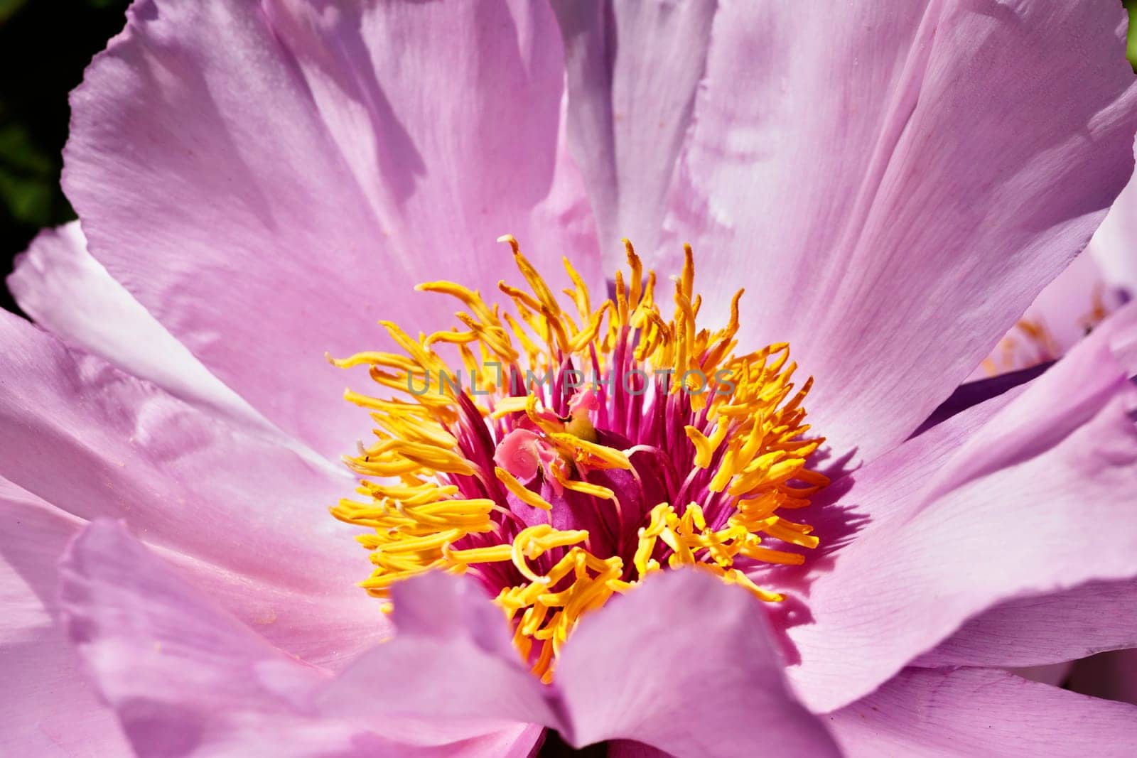 Detail of  pink peony in bloom by victimewalker